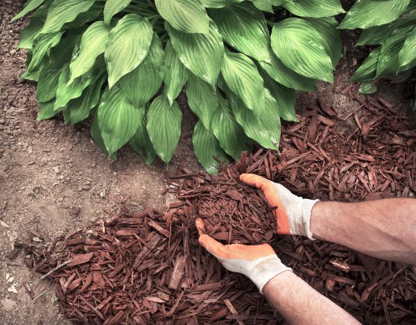 Shredded Mulch Service in Myrtle Beach