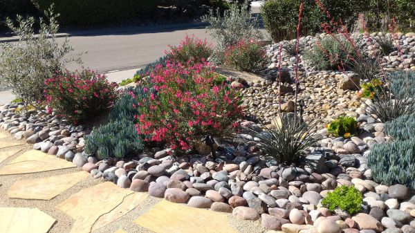Xeriscape Landscaping in Myrtle Beach