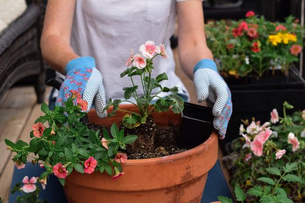 Plant Care Service in Myrtle Beach