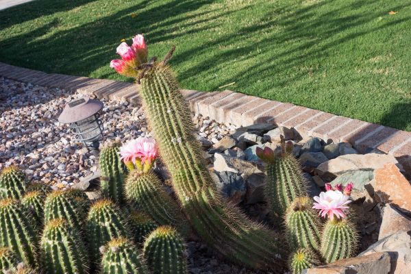 Desert Landscaping in Myrtle Beach
