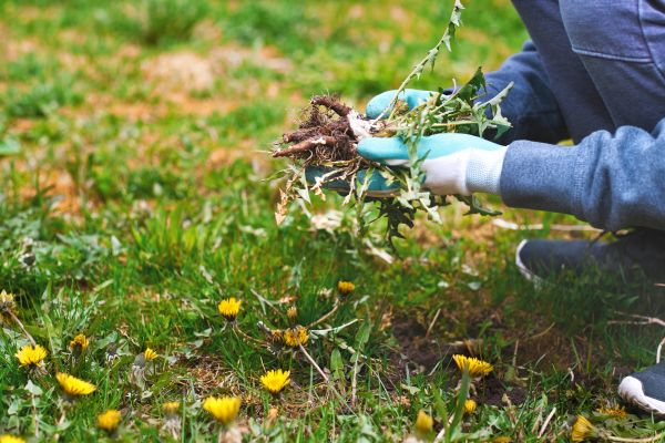 Flower Bed Clearing in Myrtle Beach