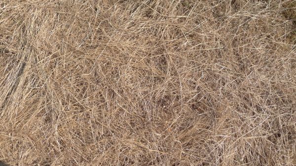 Pine Straw Replacement in Myrtle Beach