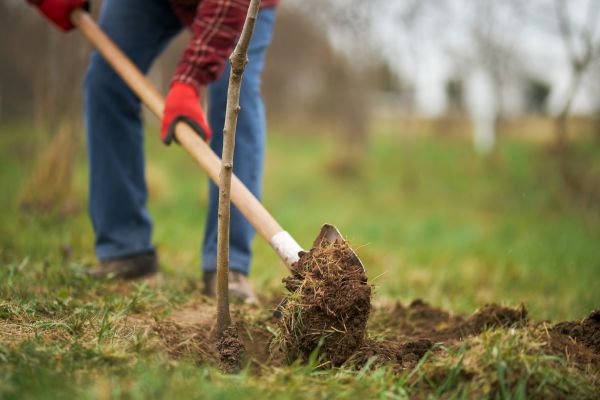 Trees Planting in Myrtle Beach