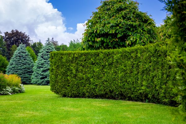 Hedge Landscaping in Myrtle Beach