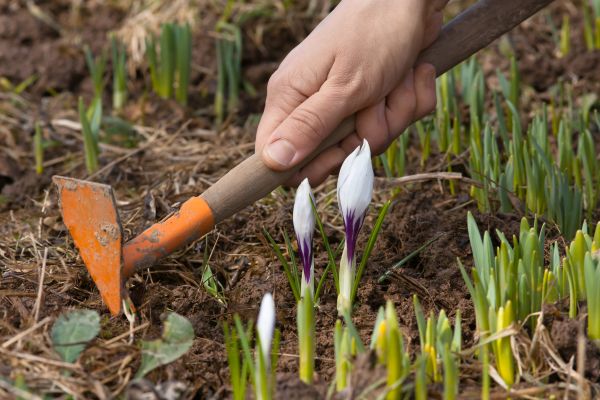 Flower Garden Weeding in Myrtle Beach