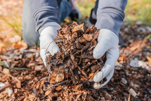 Shredded Mulch Installation in Myrtle Beach
