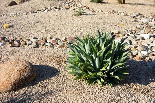 Xeriscaping Service in Myrtle Beach