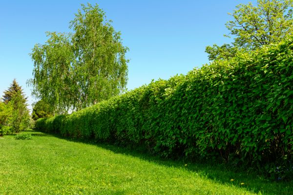 Hedge Replacement in Myrtle Beach