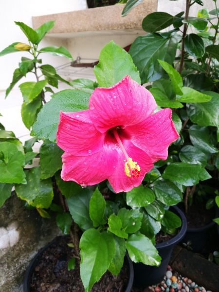 Hibiscus Planting in Myrtle Beach