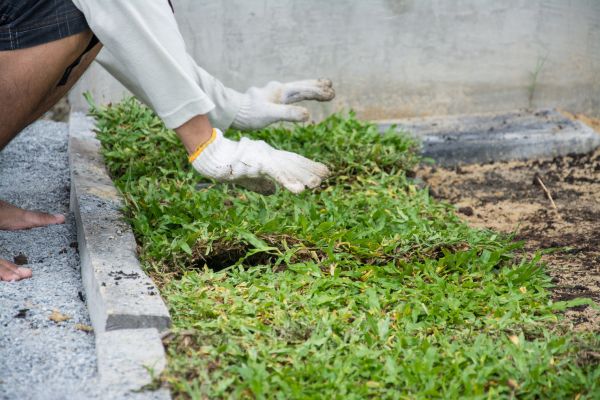 Ground Cover Planting in Myrtle Beach