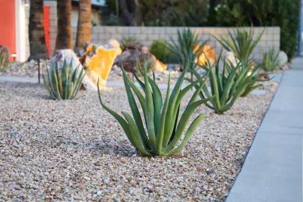 Drought Resistant Landscaping in Myrtle Beach