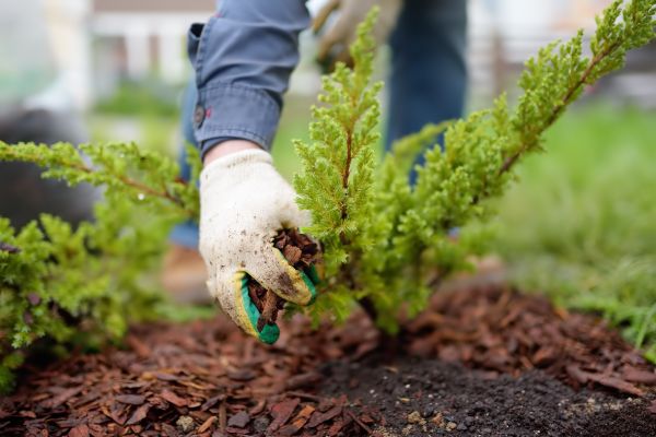 Church Mulching in Myrtle Beach