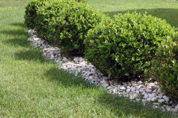 Boxwood Planting in Myrtle Beach