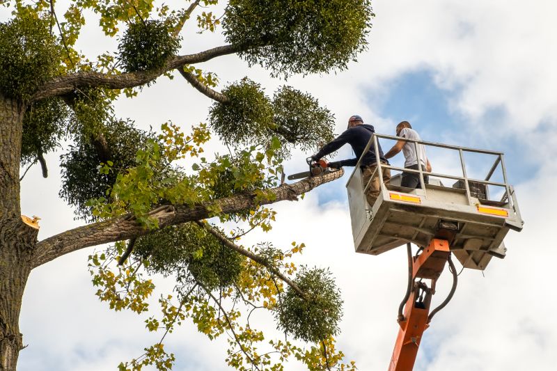 Tree Installation Service detail