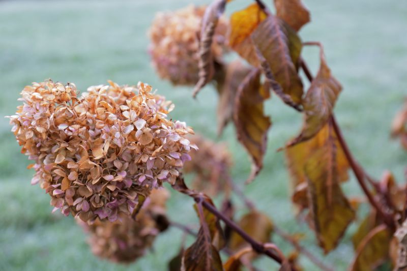 Hydrangea Landscaping